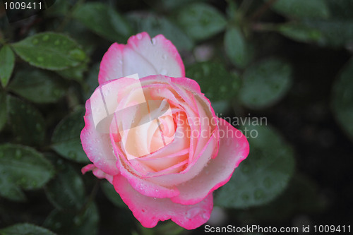 Image of Delicate pink rose