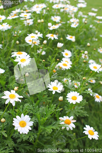 Image of marguerites in the garden