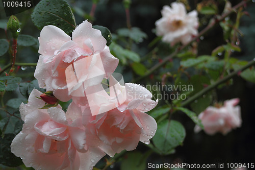 Image of Pink roses