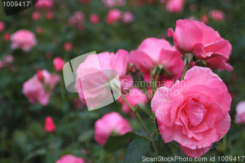 Image of Pink sensual roses