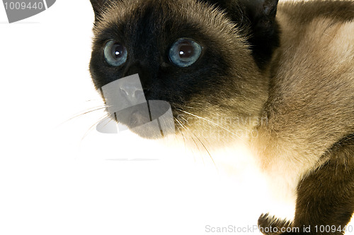 Image of Siamese cat