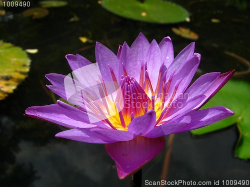 Image of Water lily