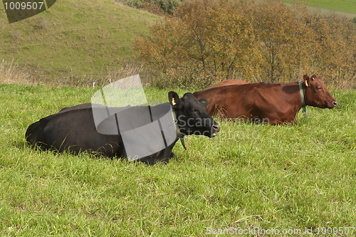 Image of Cows