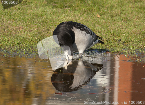 Image of Barnacle Goose