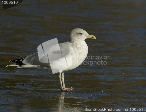 Image of Seagull