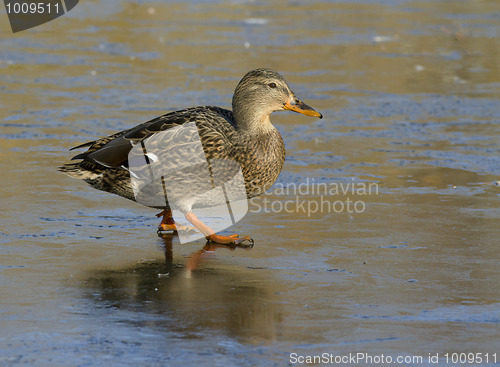 Image of Mallard on the ice