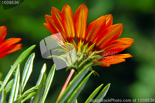 Image of Orange flower over green