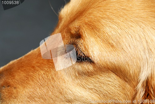 Image of Dog eye