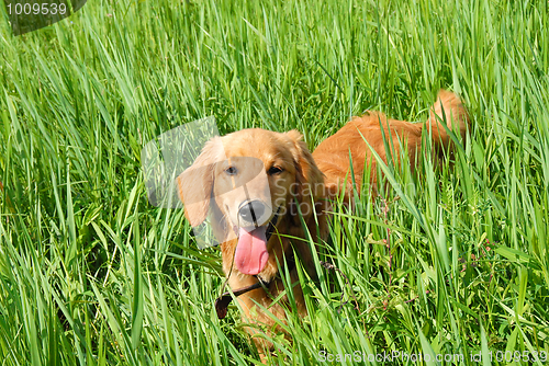 Image of Dog in grass