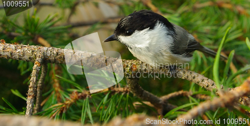 Image of Titmouse