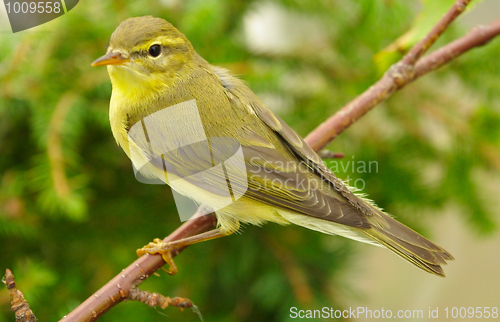 Image of chiffchaff