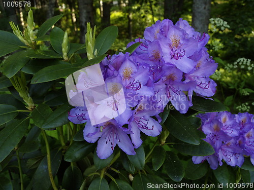 Image of Rhododendron