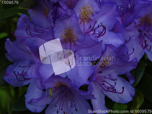 Image of Rhododendron