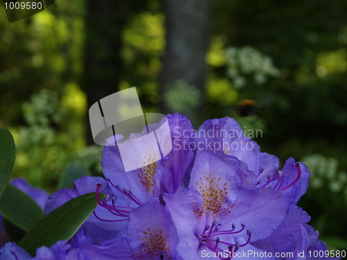 Image of Rhododendron