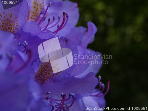 Image of Rhododendron