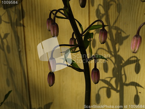 Image of staged flowers