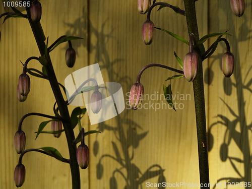Image of staged flowers