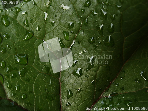 Image of rain drops on green leaf