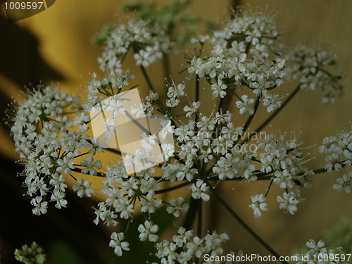 Image of cowparsley highlight