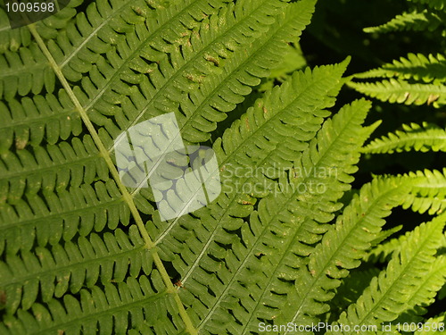 Image of fern leaf detail