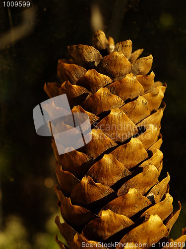 Image of Detail of pine cone