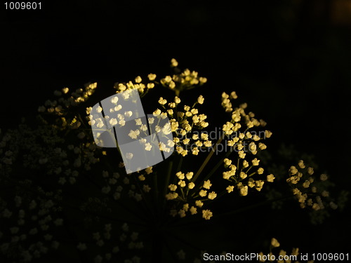 Image of cowparsley highlight