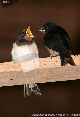 Image of Barn Swallows