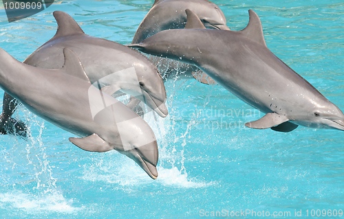 Image of Dolphins