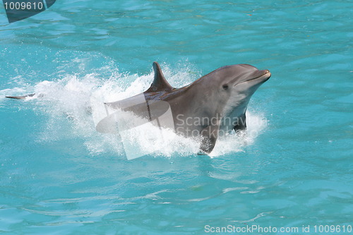 Image of Dolphin Splash