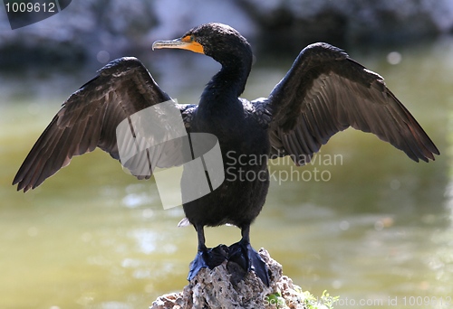 Image of Double-Crested Cormorant