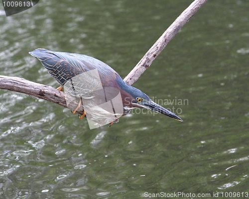 Image of Green Heron