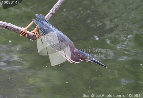 Image of Green Heron