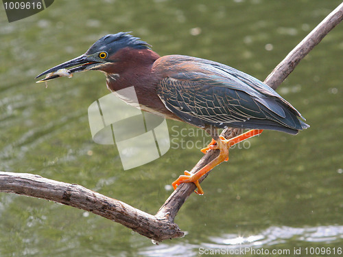 Image of Green Heron