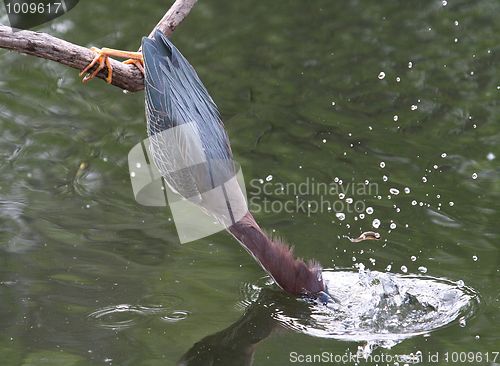 Image of Green Heron