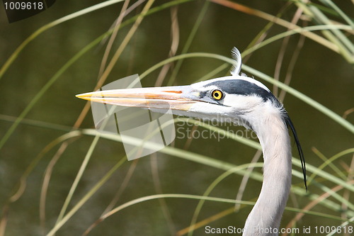 Image of Great Blue Heron