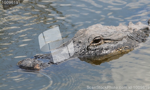 Image of Alligator