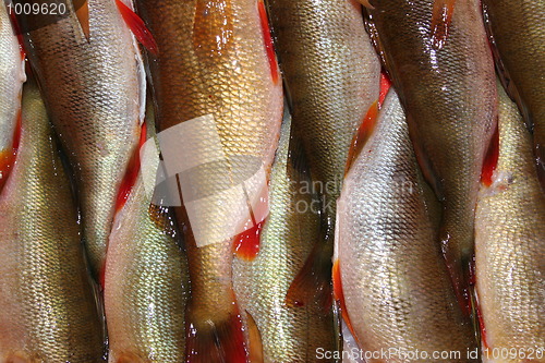 Image of Perch Pattern