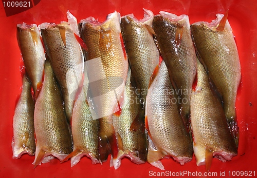 Image of Perch Pattern