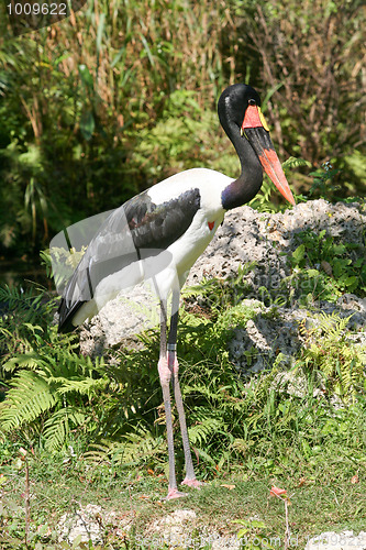 Image of Saddle-Billed Stork