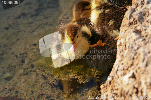 Image of First Swim