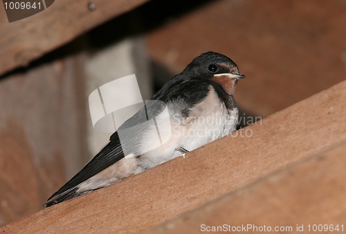 Image of Barn Swallow