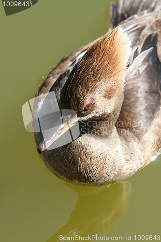 Image of Hooded Merganser