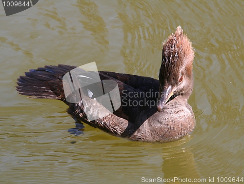 Image of Hooded Merganser