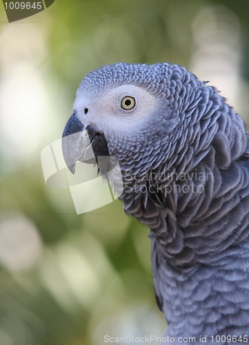 Image of African Grey Parrot