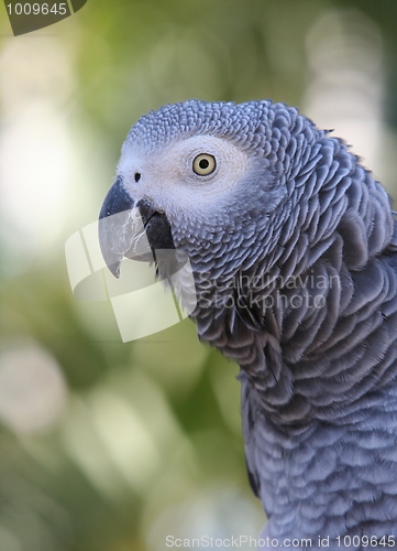 Image of African Grey Parrot