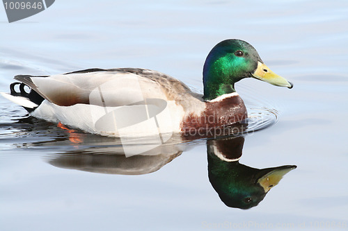 Image of Mallard