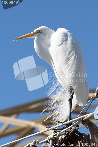 Image of Great Egret