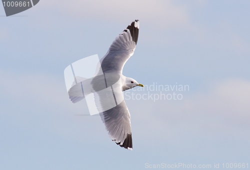 Image of Common Gull