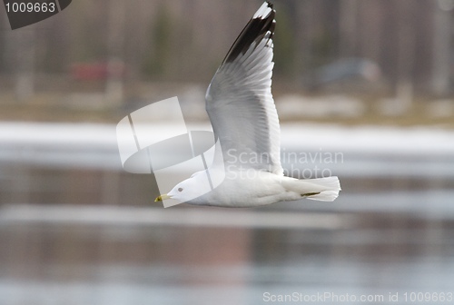 Image of Common Gull