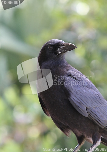 Image of Fish Crow